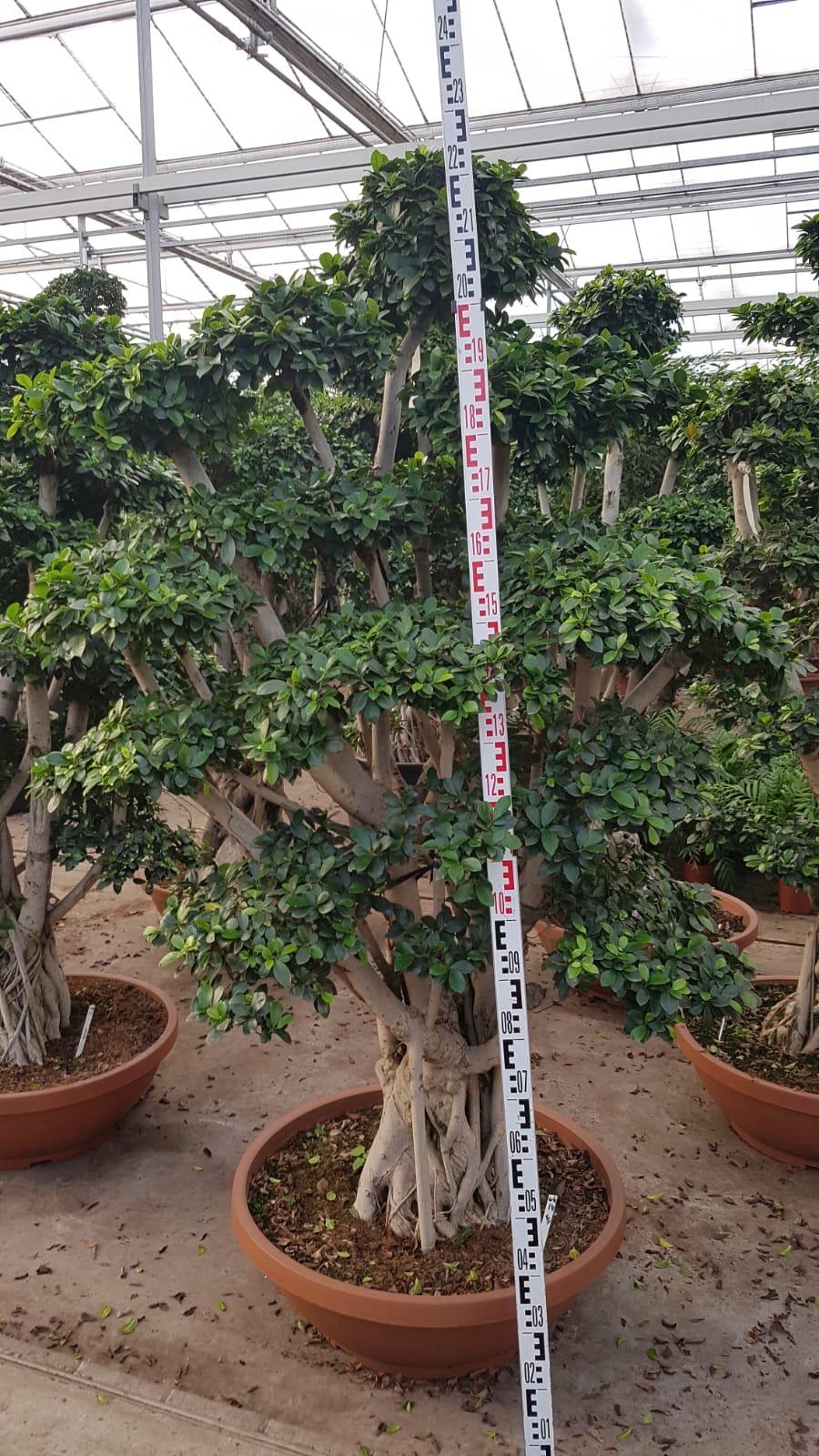 Бонсай Фикус Микрокарпа в керамическом кашпо - Bonsai Ficus microcarpa D82 H230