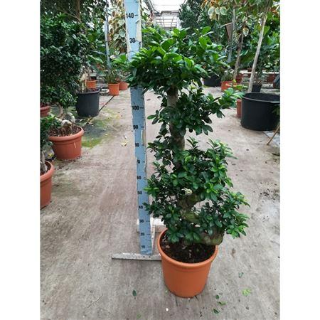 Бонсай Фикус Микрокарпа - Bonsai Ficus microcarpa D33 H120