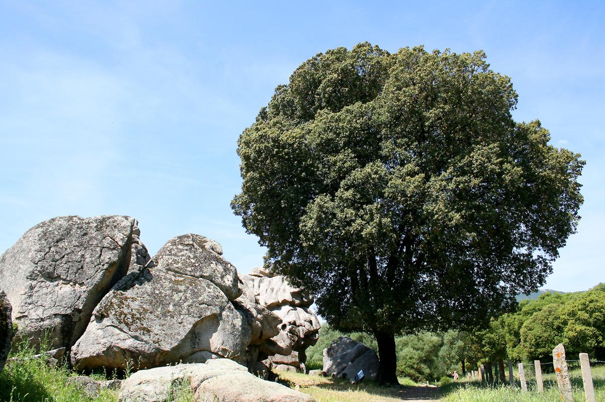 Дуб каменный Quercus Ilex