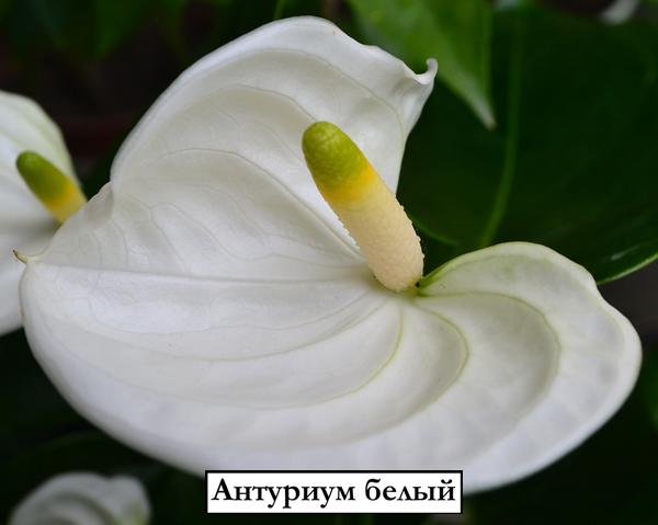 Антуриум белый - Anthurium White