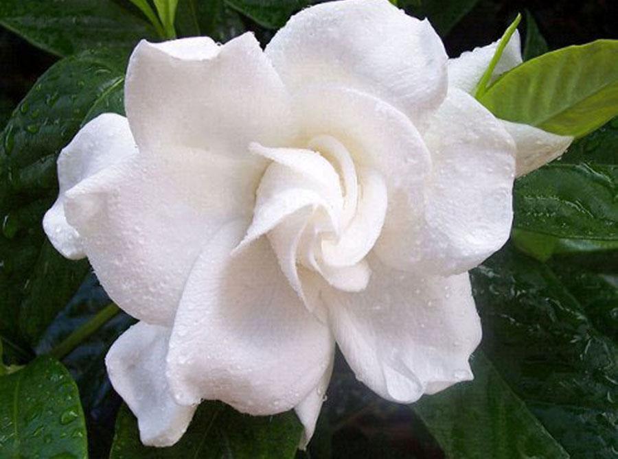 Гардения - белый цветок фото