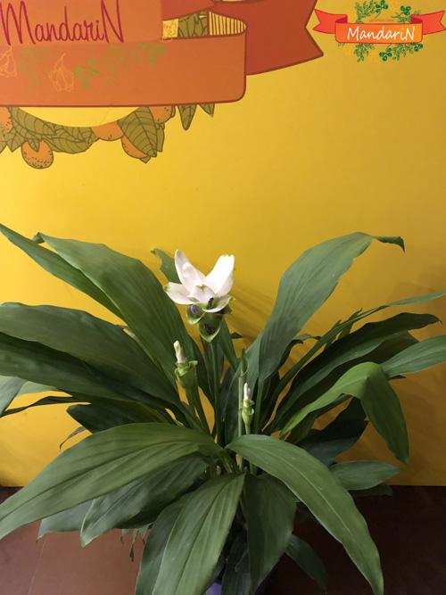 Куркума белая в mandarin-shop.ru - фото цветка