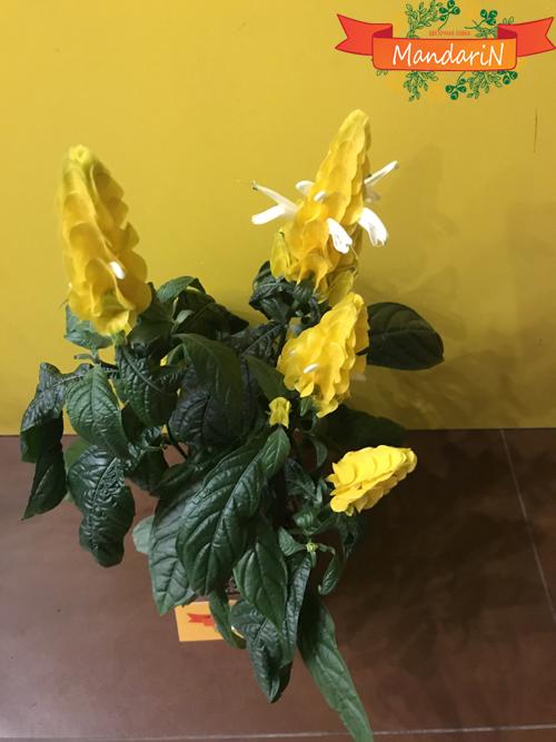 Пахистахис желтый в магазине цветов Мандарин 