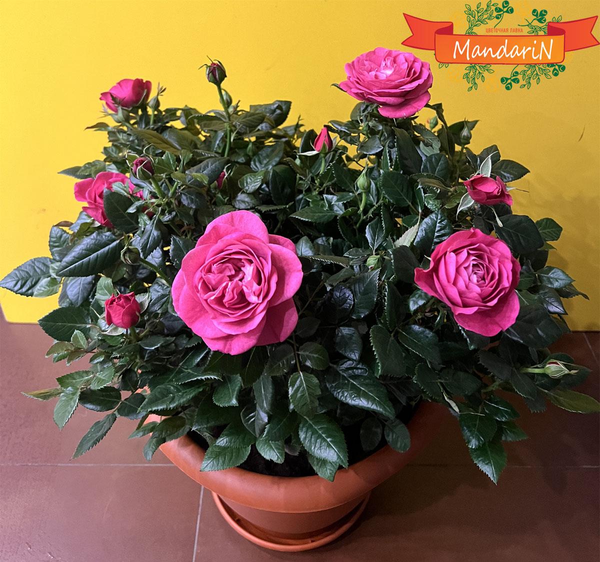 Роза розовая - Rosa Goldy Kordana D27 H55