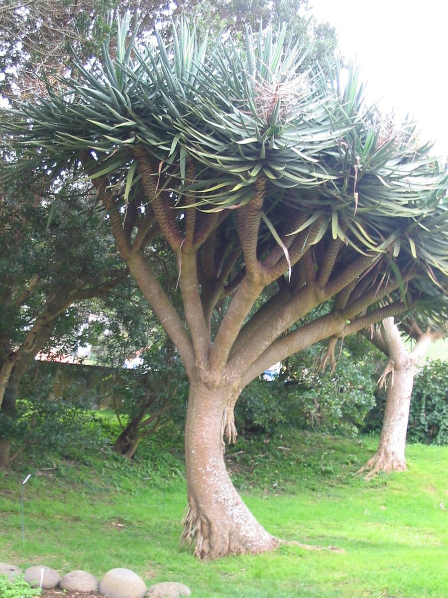 драконовое дерево фото комнатное растение