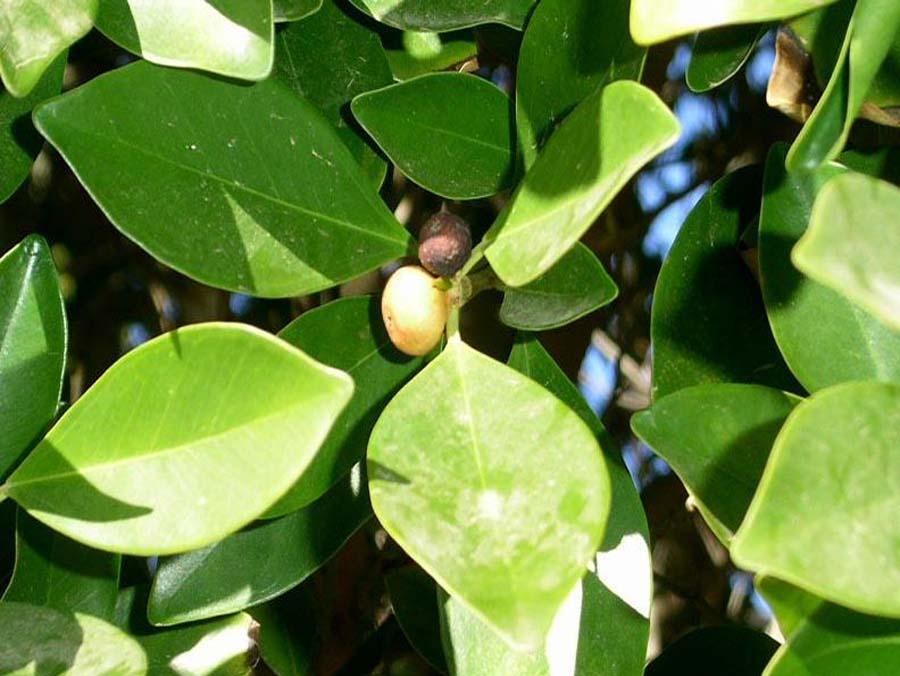 Фикус Бенджамина Нитида (Ficus benjamina Nitida) - Ficus benjamina Nitida.