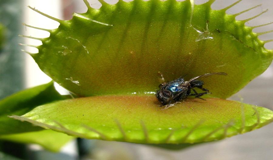 Хищные плотоядные растения с мухой