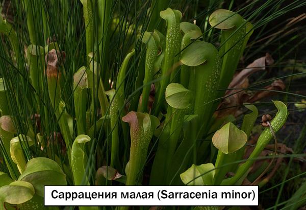 Саррацения малая (Sarracenia minor)