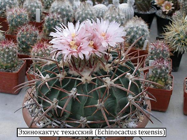 Эхинокактус техасский (Echinocactus texensis)
