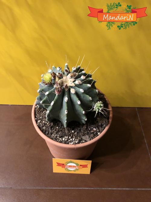 Ферокактус (лат. Ferocactus) в магазине цветов Мандарин - фото