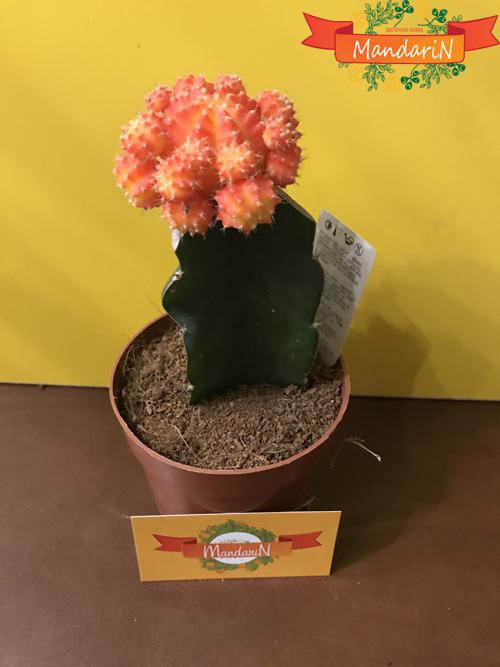 Гимнокалициум кактус в магазине цветов Мандарин - фото