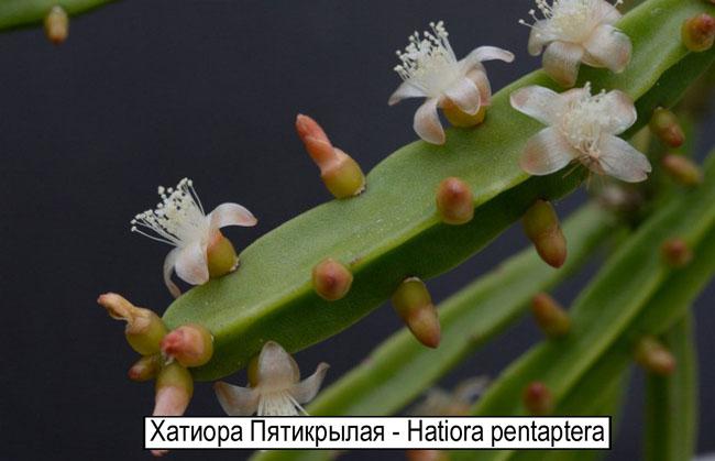 Хатиора Пятикрылая - Hatiora pentaptera 