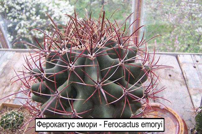 Ферокактус эмори - Ferocactus emoryi