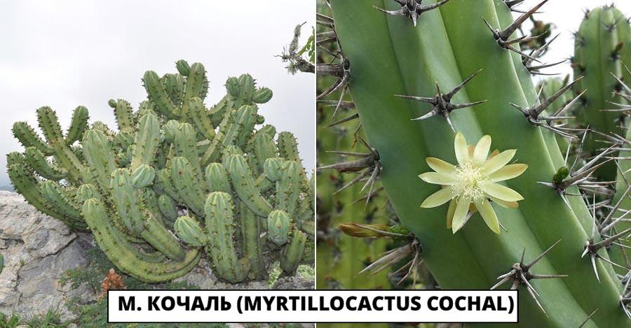 М. кочаль (Myrtillocactus cochal)