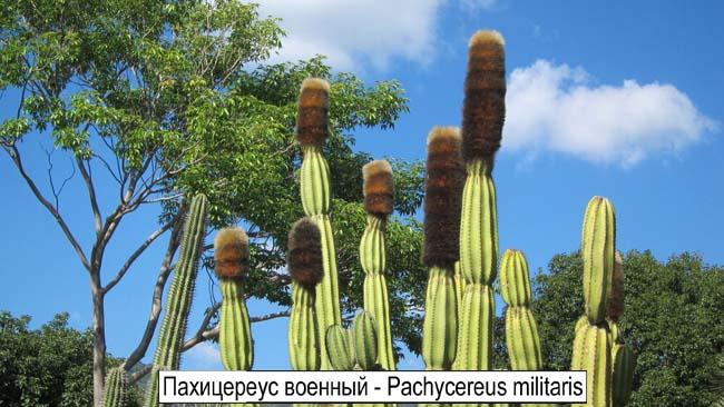 Пахицереус военный - Pachycereus militaris 
