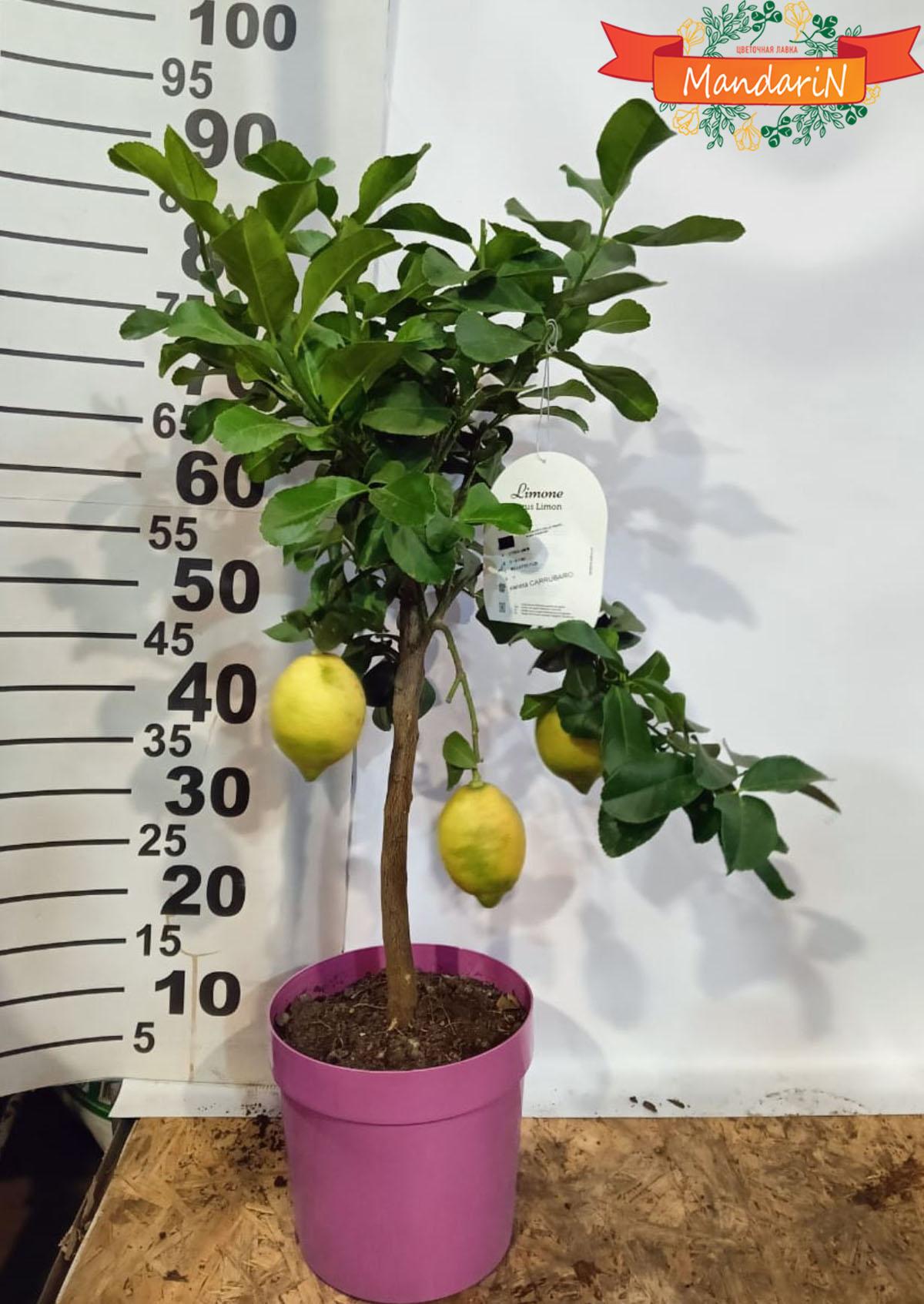 Лимонное дерево 100 см