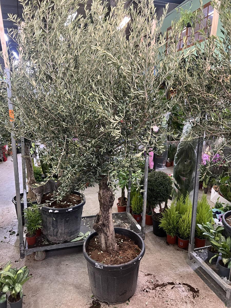 Оливковое дерево, маслина европейская - Olea europaea H55 H260