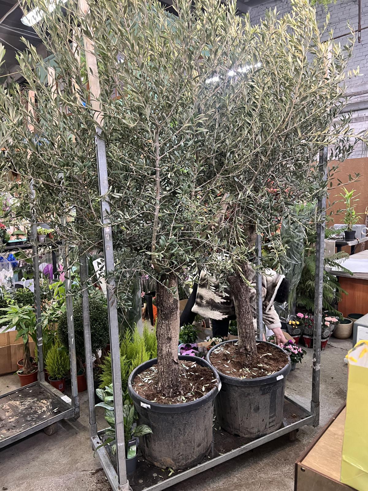 Оливковое дерево, маслина европейская H55 H260