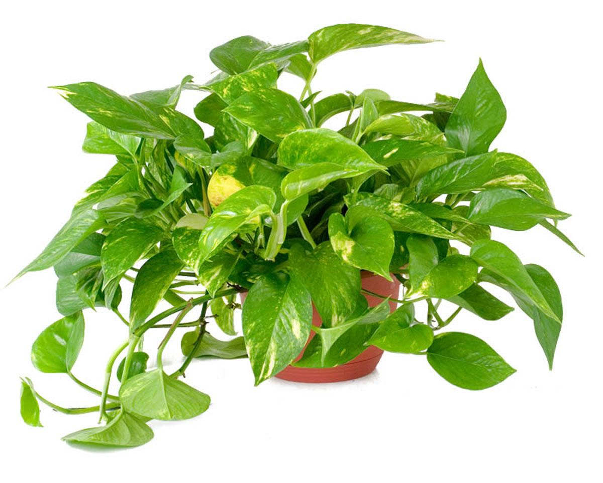 6 растений которые сделают воздух дома лучше Salatshop