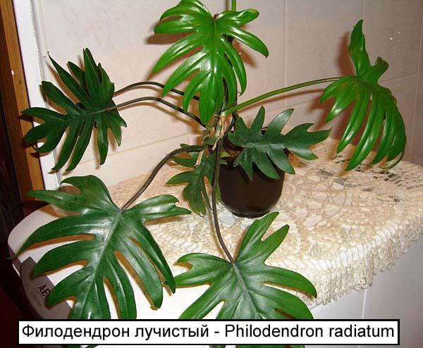Филодендрон лучистый - Philodendron radiatum