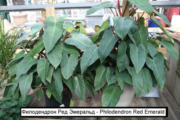 Филодендрон Ред Эмеральд - Philodendron Red Emerald