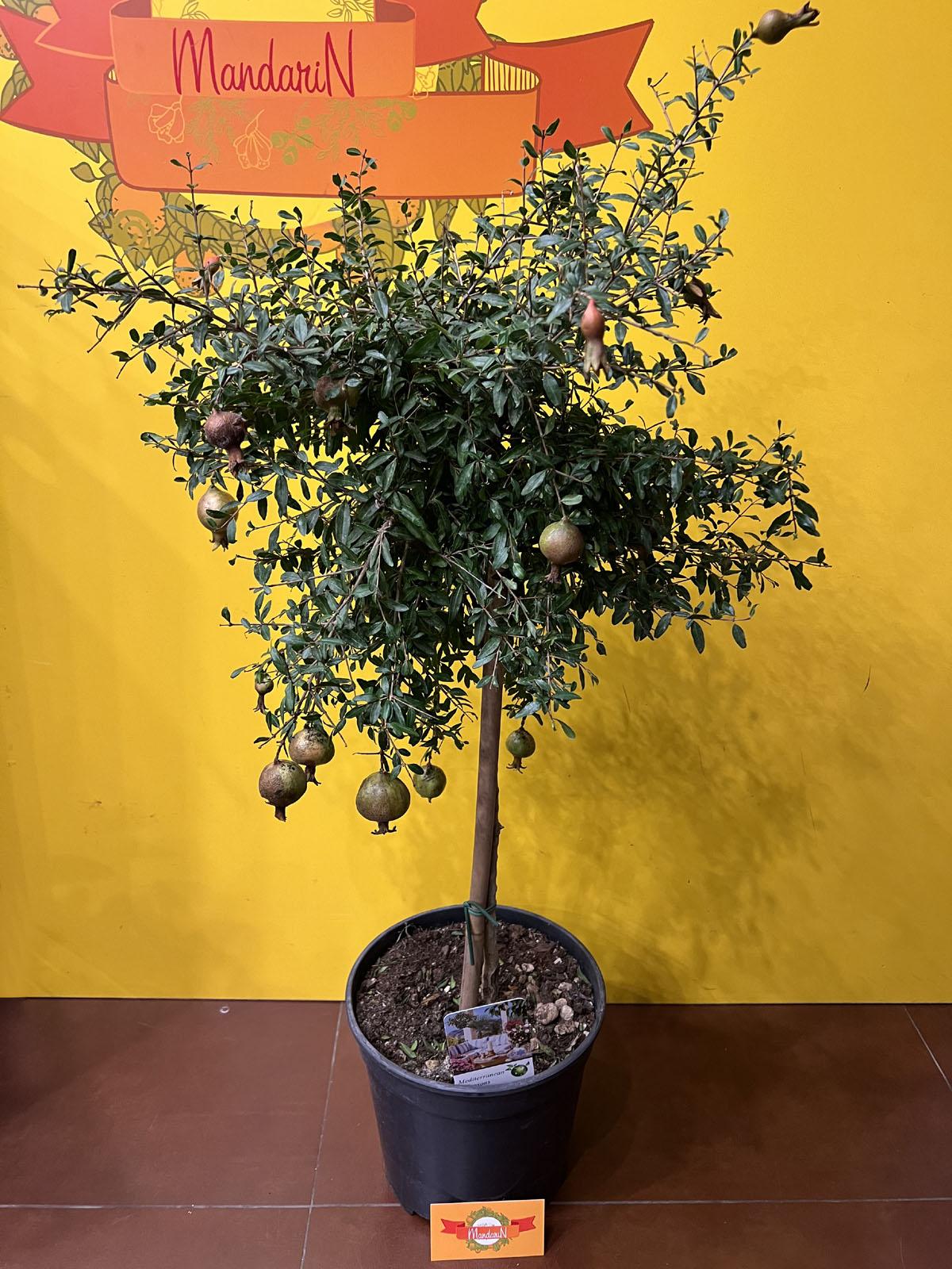 Гранатовое дерево 60 см