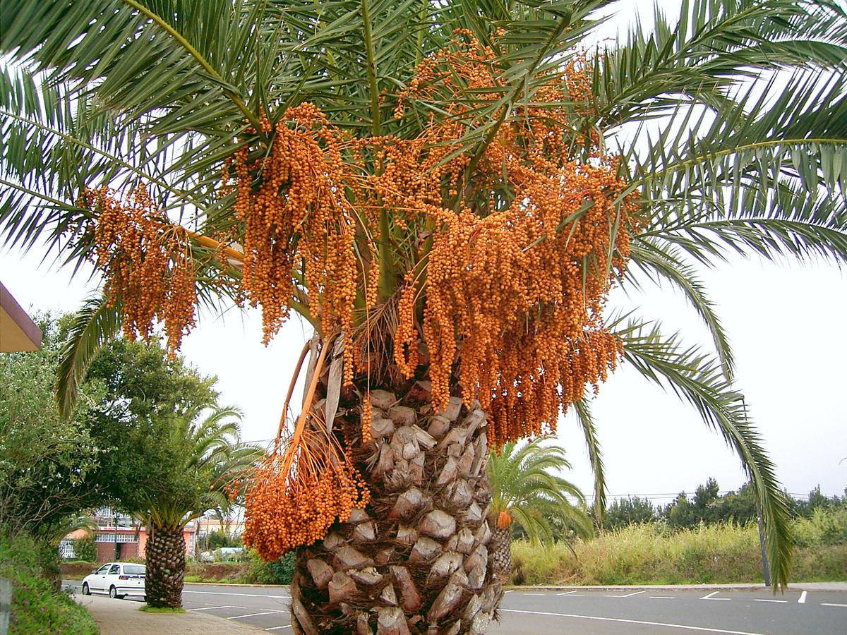 Финиковая пальма в природе