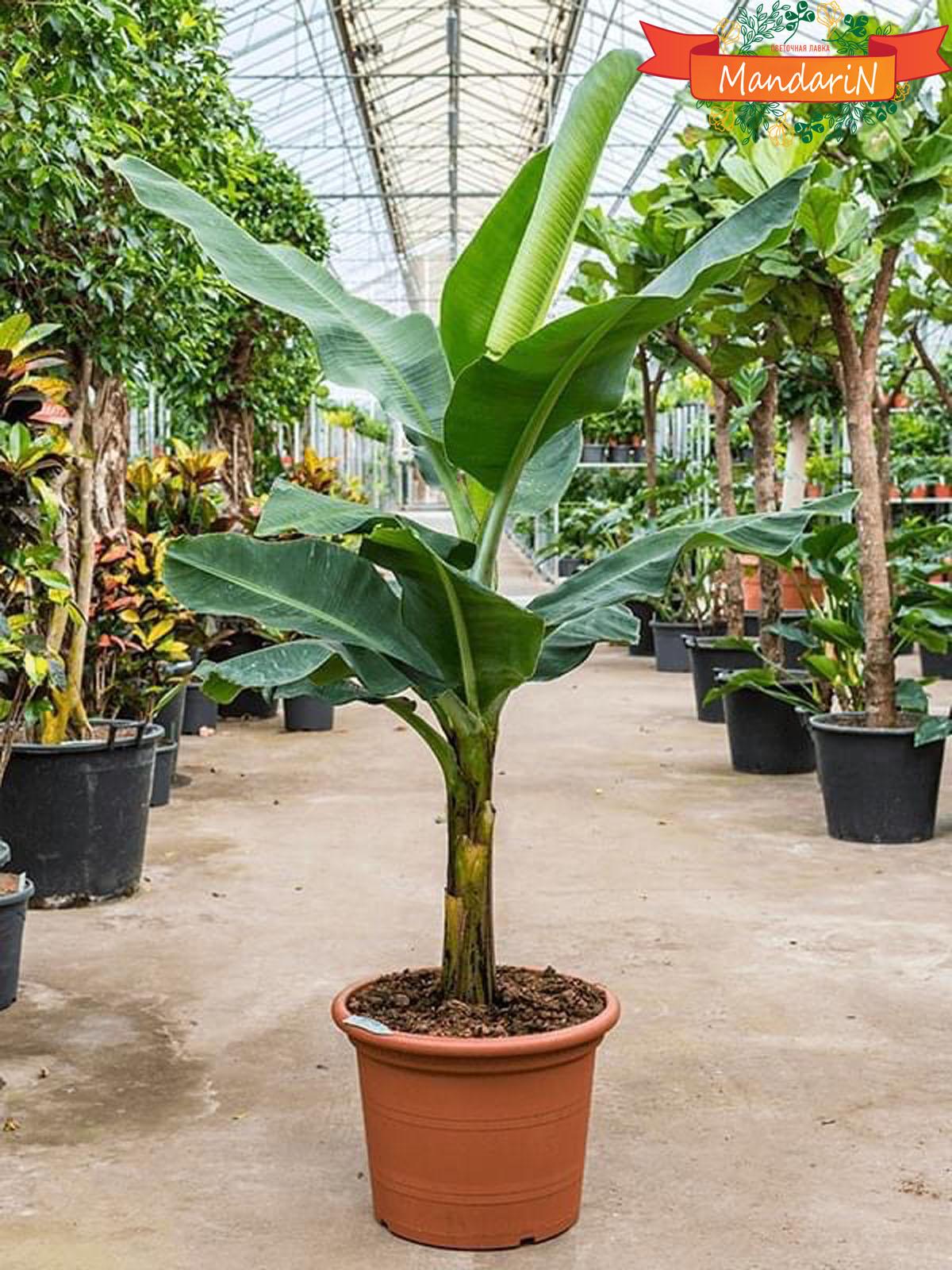 Банановая пальма Муса - Musa Tropicana