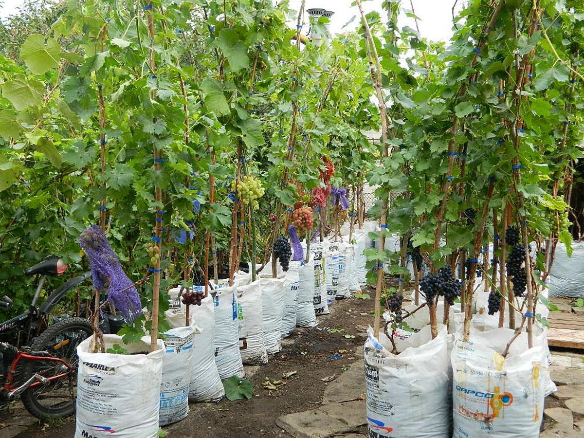 Питомники винограда в Крыму