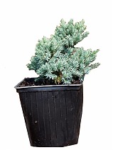 Блю Стар  чешуйчатый можжевельник (Juniperus squamata 'Blue Star'|) D13 H25