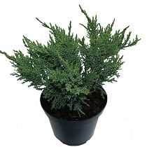 Казацкий можжевельник Тамарисцифолиа (Juniperus chin. Tamariscifolia) D9 H20
