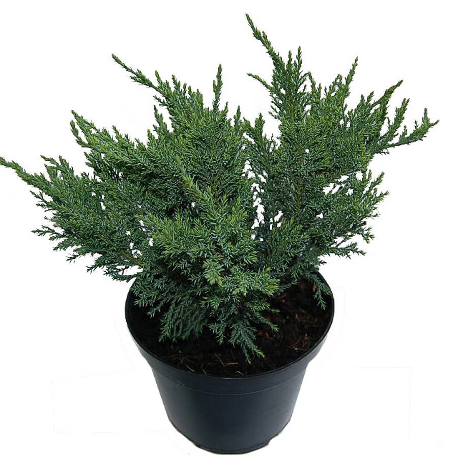 Казацкий можжевельник Тамарисцифолиа (Juniperus chin. Tamariscifolia) D9 H20