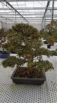 Цветущий бонсай Азалия - Bonsai Rhododendron D40x30 H70