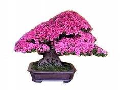 Цветущий бонсай Азалия - Bonsai Rhododendron D25 H30