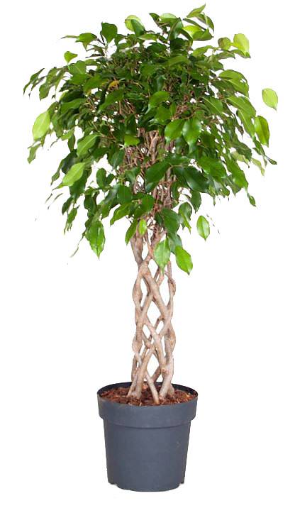 Фикус Бенджамина Экзотика цилиндр - Ficus benjamina Exotica D35 H150