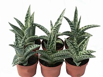 Алоэ пестрое - Aloe variegata D5 H15