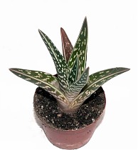 Алоэ пестрое - Aloe variegata D12 H20