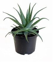 Алоэ древовидное - Aloe arborescens D12 H30