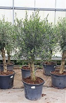Оливковое дерево, маслина европейская - Olea europaea H55 H190