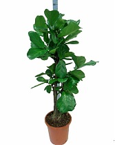 Фикус Лировидный (Лирата) - Ficus lyrata D30 H130