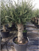 Оливковое дерево, маслина европейская  - Olea Op Stam (wit Hout)  D75 H240