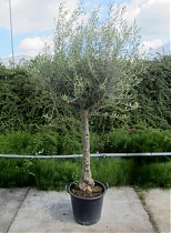 Оливковое дерево, маслина европейская - Olea europaea D60 H250