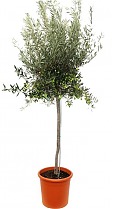 Оливковое дерево, маслина европейская - Olea europaea D40 H250