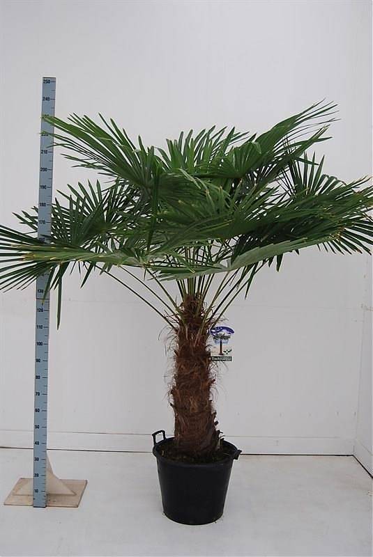 Пальма Трахикарпус - Trachycarpus D50 H200