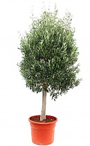 Оливковое дерево, маслина европейская - Olea europaea D50 H200