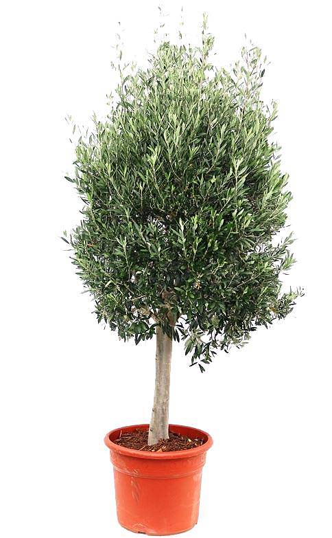 Оливковое дерево, маслина европейская - Olea europaea D50 H200