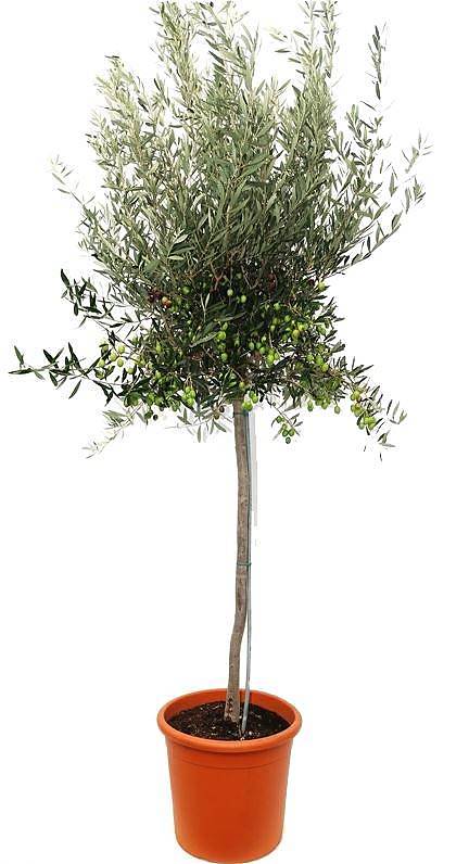 Оливковое дерево, маслина европейская - Olea europaea D40 H250