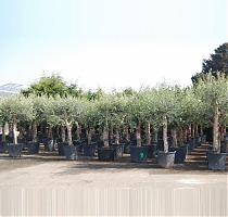 Оливковое дерево, маслина европейская - Olea europaea D60 H200