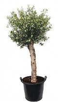 Оливковое дерево, маслина европейская - Olea europaea D60 H200