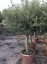 Оливковое дерево, маслина европейская - Olea europaea D60 H220